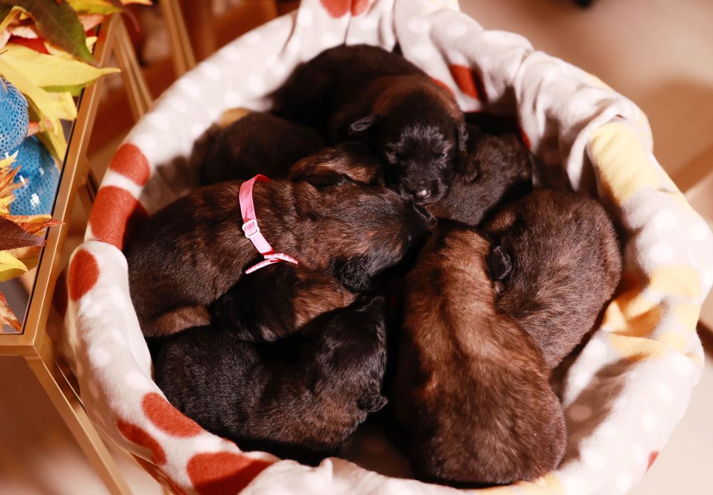 Cachorro, cães Serra da Estrela