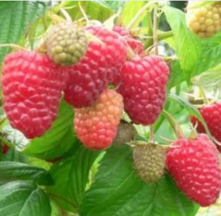 Продаю ремонтантну малину