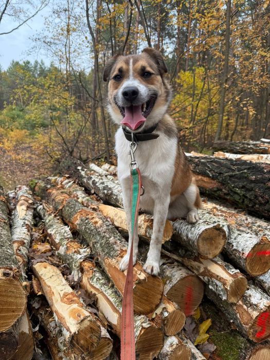 Zyzio – kochany piesek, który szybko się uczy. Poznaj go!