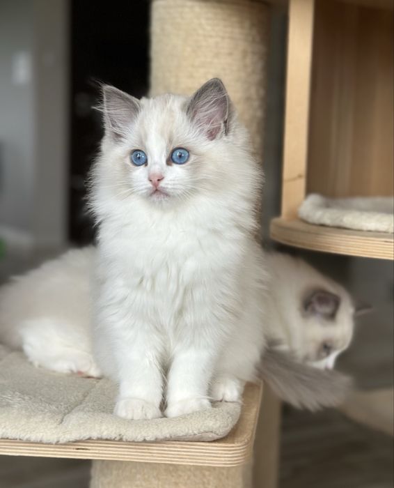 Piękna kotka ragdoll rodowód FPL