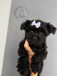 Estra Odbiór Yorkiepoo Suczka Czarna wyprawka Yorkshire Terrier Pudel