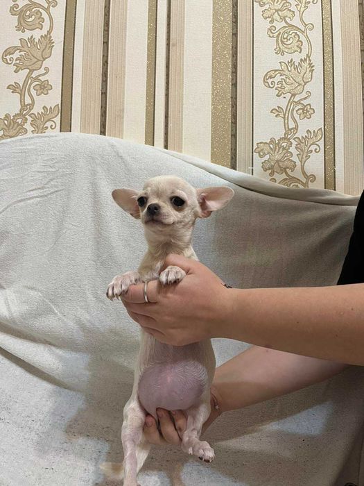 Порода цуцика чихуахуа