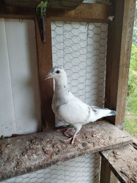 Gołębie staropolskie Młode 2025 Po tej parze ostatnia para z 2024 r  l