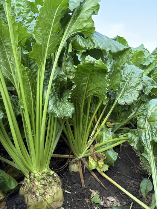 Buraki cukrowe karma do lasu