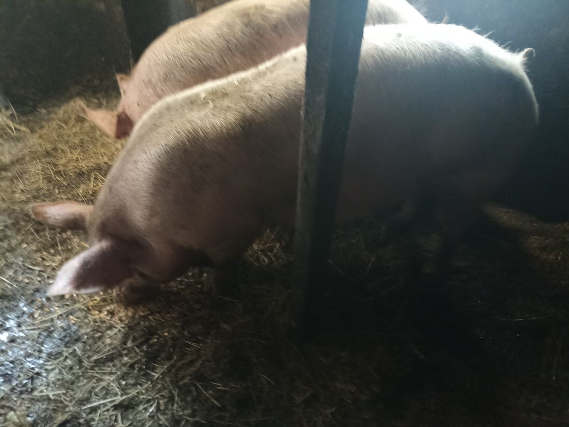 Продаж домашніх свинь