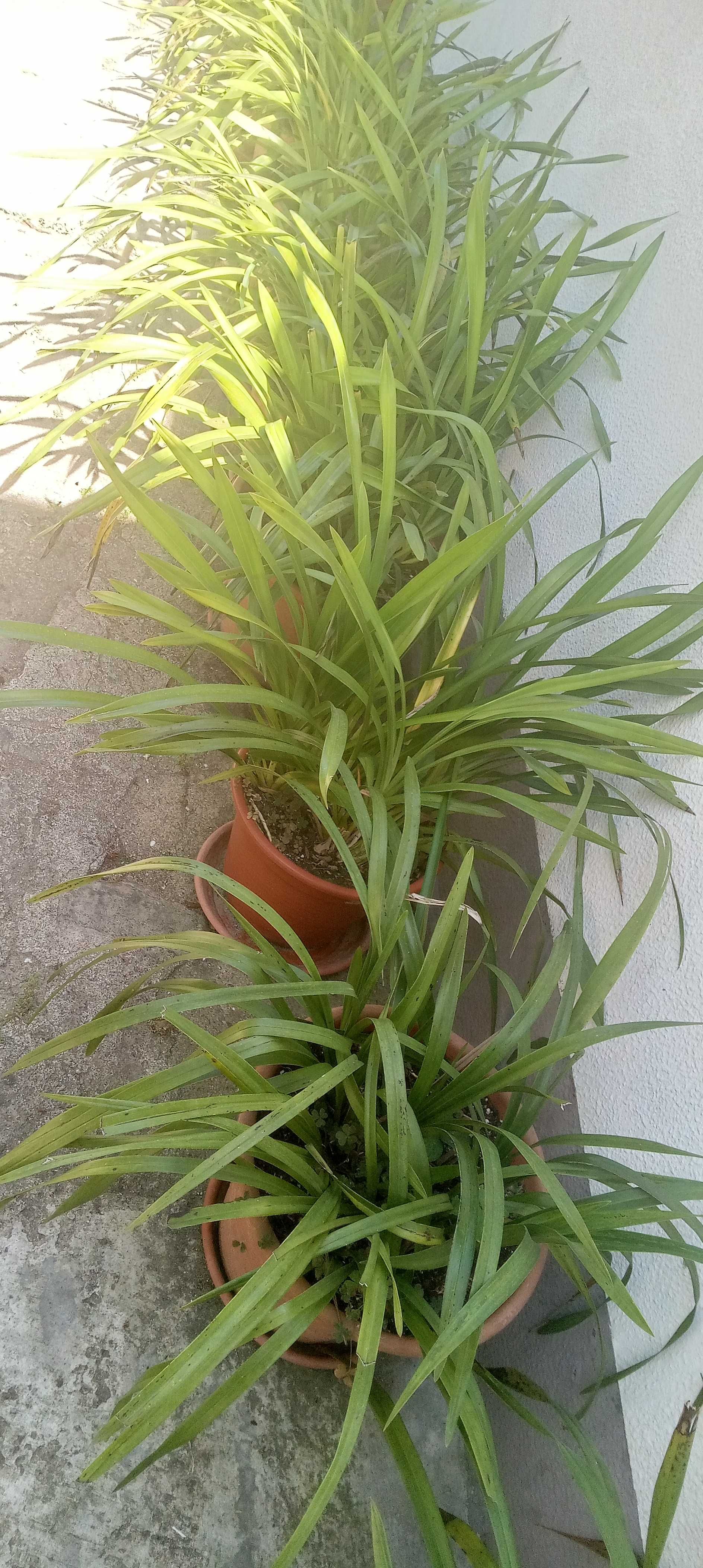 Orquídeas varias