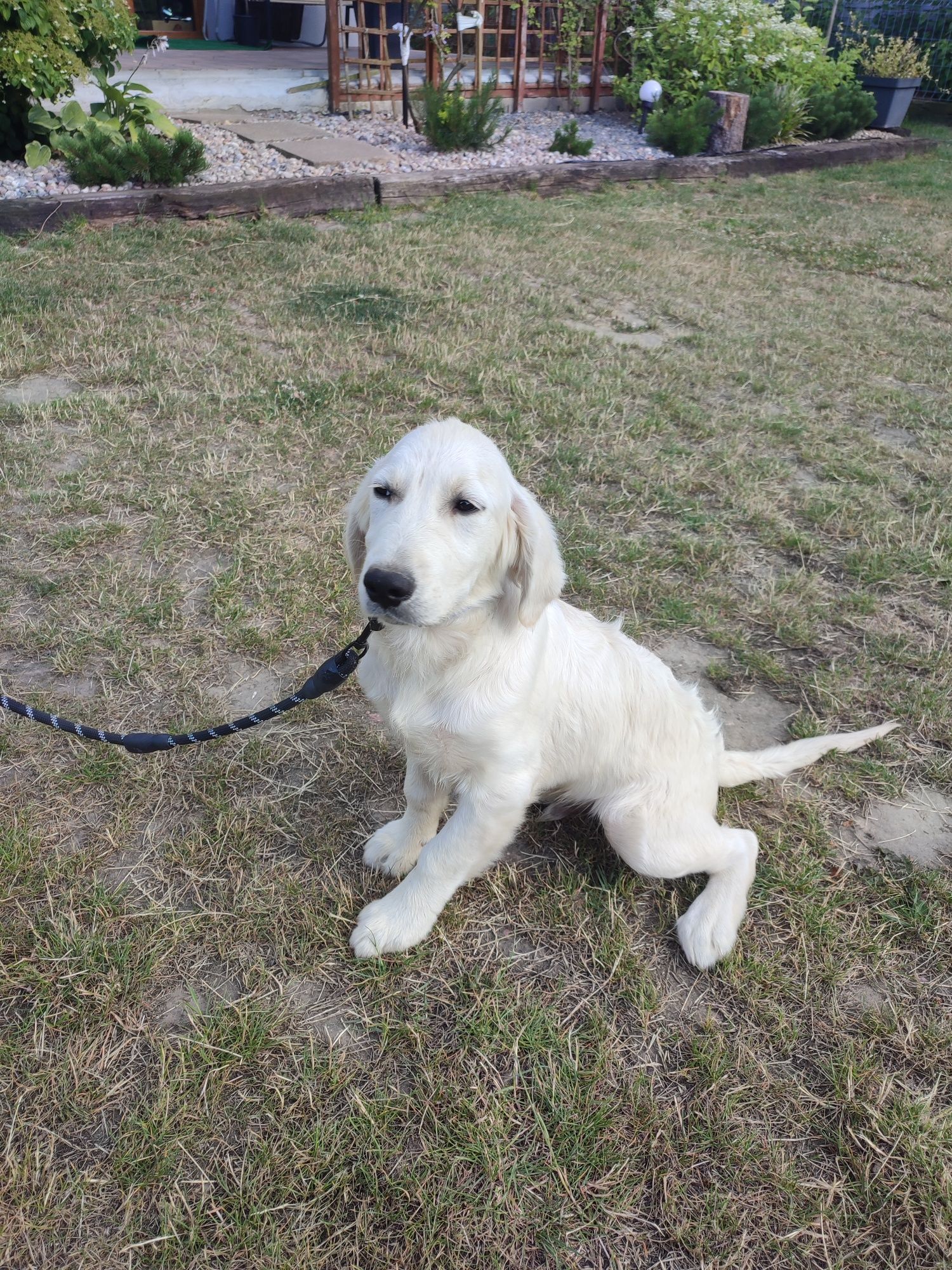 Golden retriever