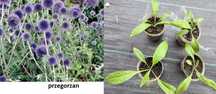 Zestaw wiesiołek,przegorzan, gailarda, liliowiec, orlik, rudbekia