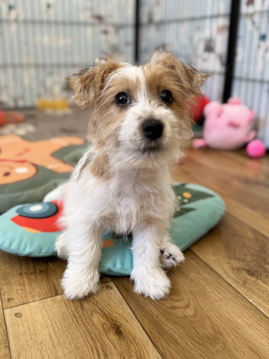 Jack Russell Terrier- szorstkowłosa sunia FCI
