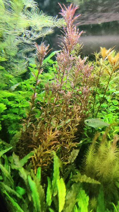Rotala Blood Red