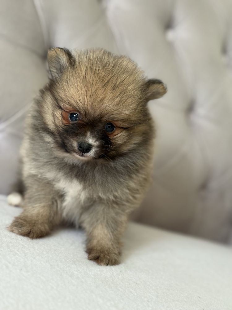 Pomeranian Szpic Miniaturowy