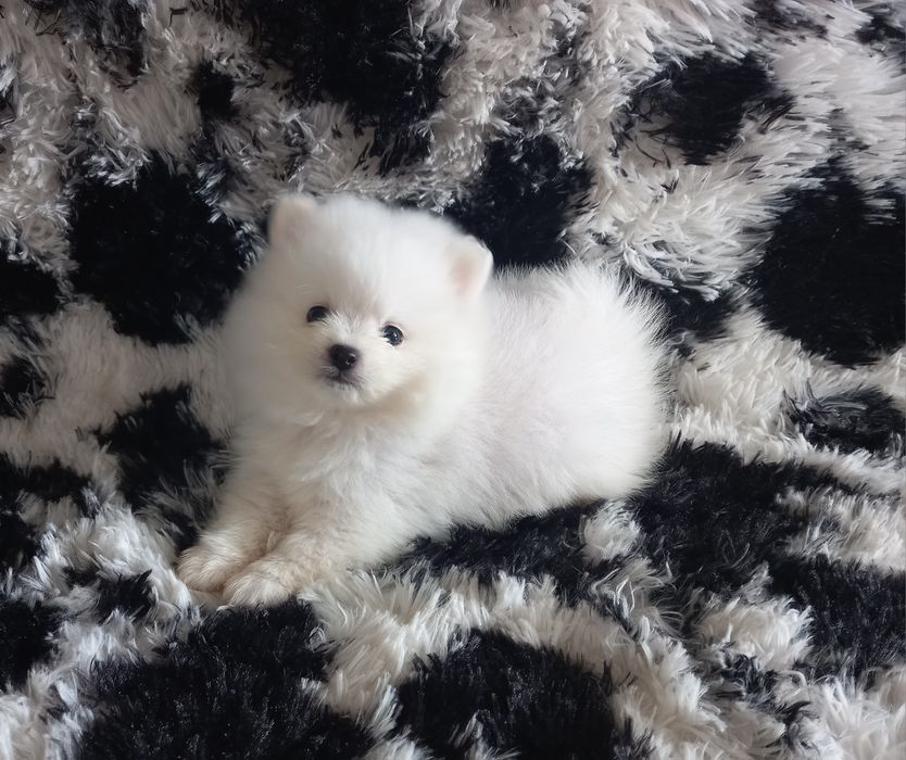 Szpic miniaturowy pomeranian
