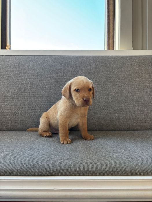 Labrador retriever