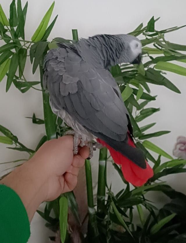 Papagaio cinzento
