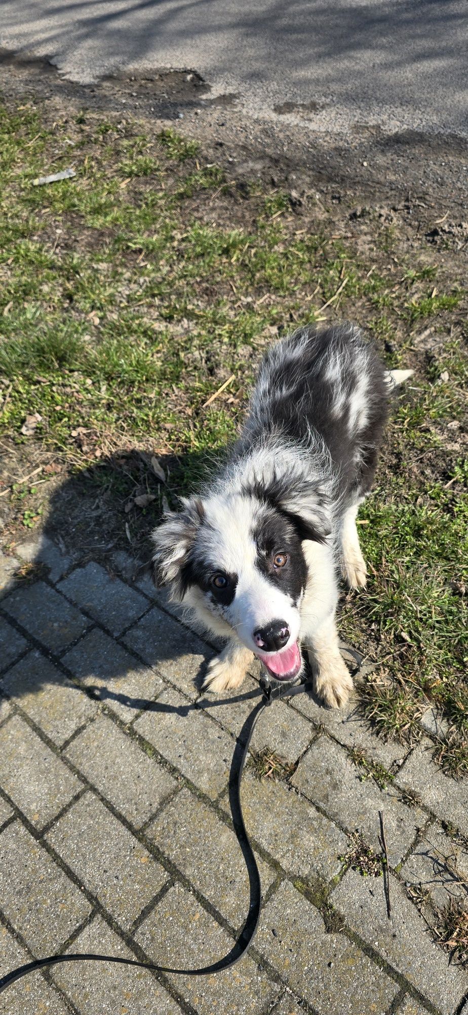 Border Collie piesek