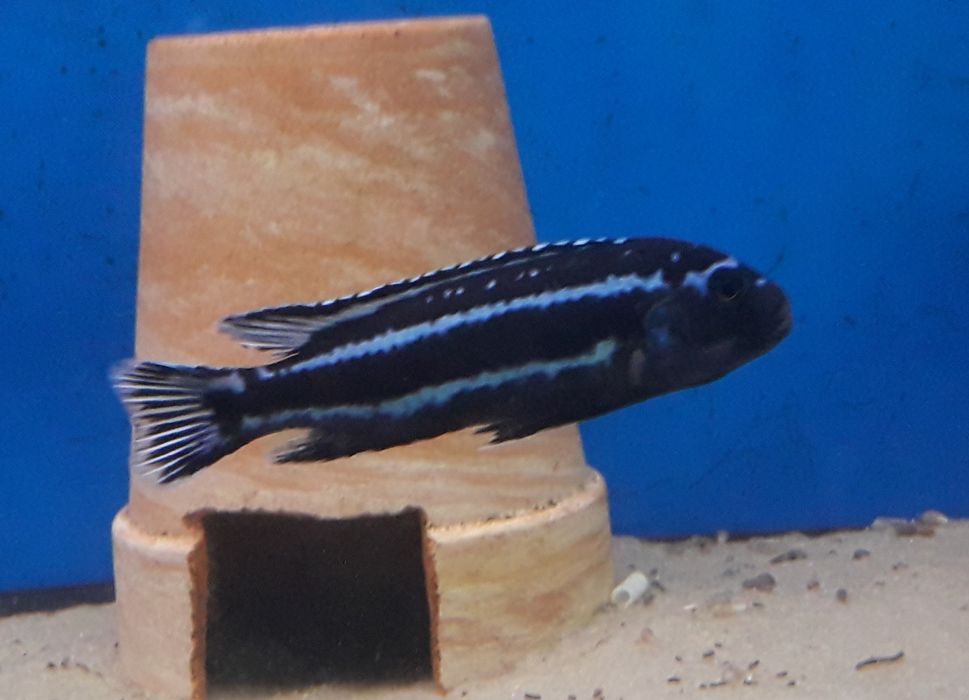 Melanochromis cyaneorhabdos (maingano).Malawi