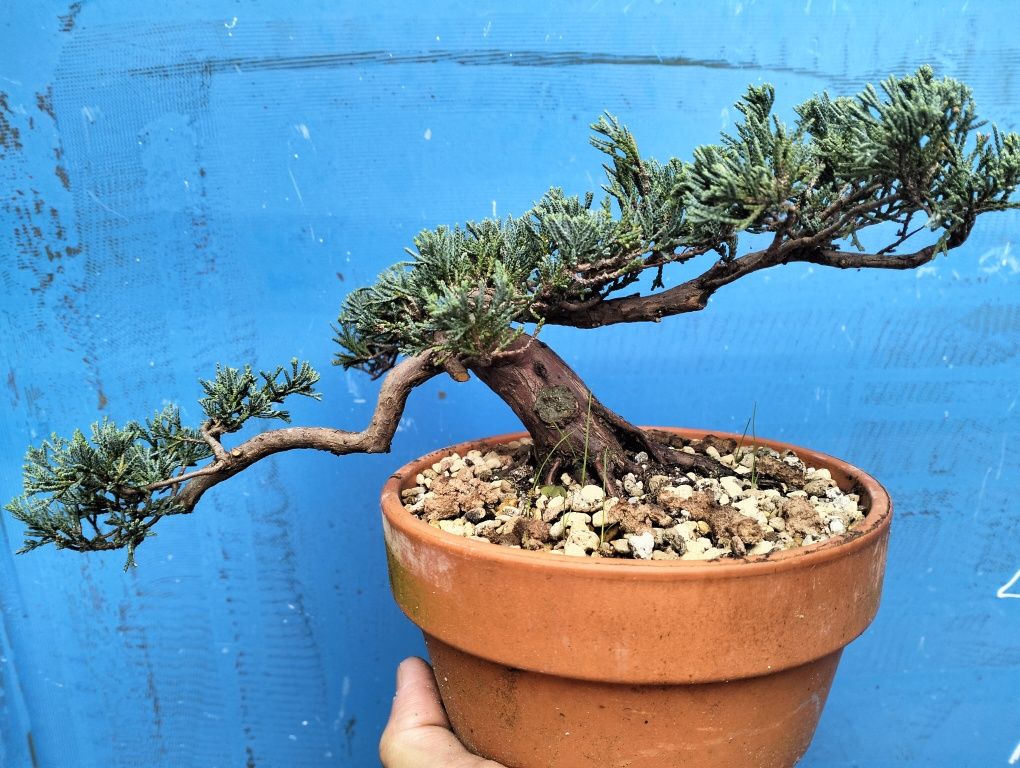 Bonsai juniperos Blue horizontalis