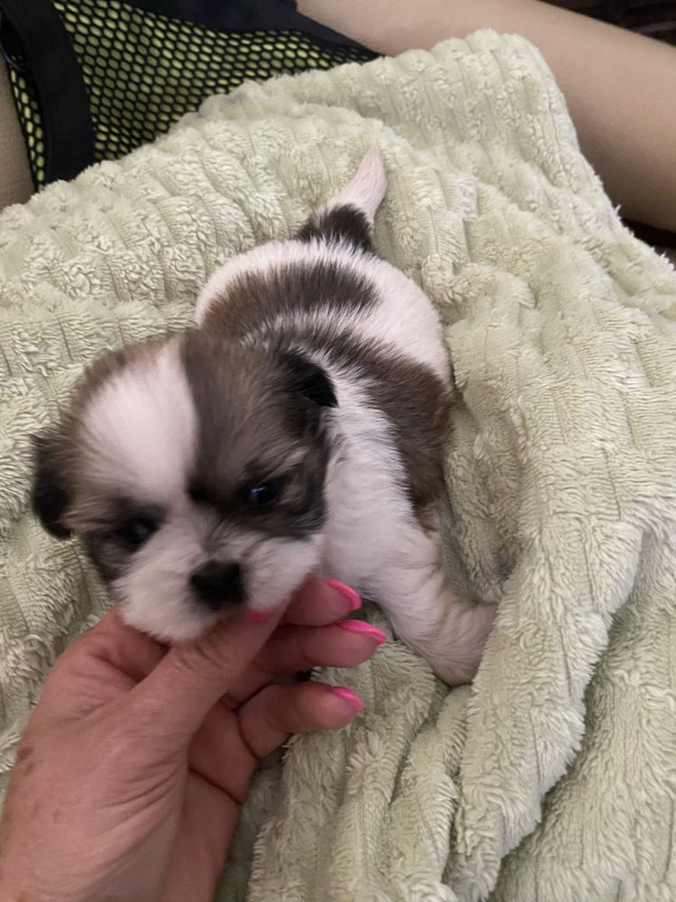 Shi-tzu super top   macho excelente