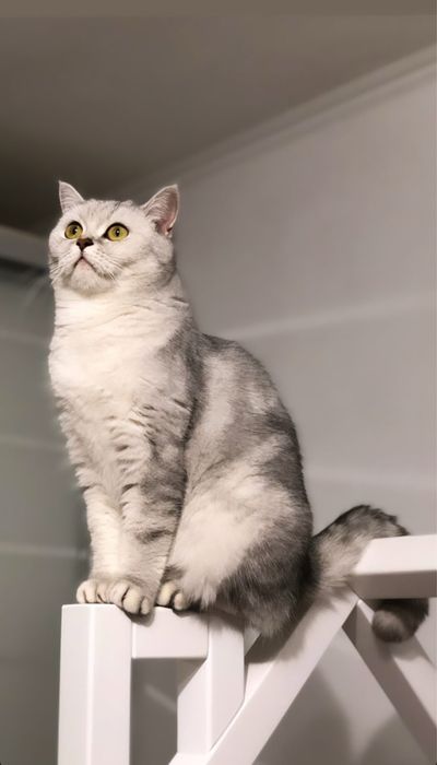 Шотландське кошеня .