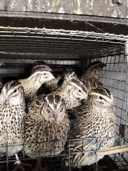 Witam mam do sprzedania kury i koguty przepiórek faraona w siódmym tyg