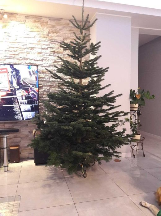 Solidne stojaki choinkowe, kute, misa na wodę (świerk, jodła kaukaska)