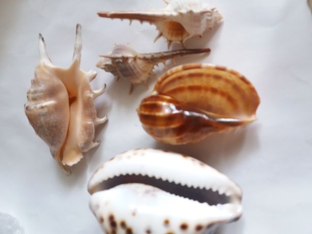 Морские ракушки для аквариума, коллекции