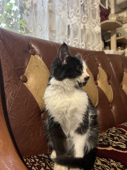 Віддам кошеняток, дуже грайливі та лагідні!