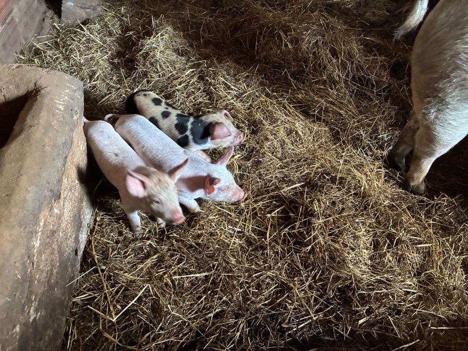 Leitão boa raça bio