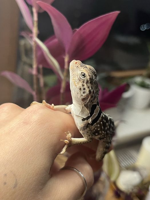 legwan obrożny samica new mexico crotaphytus collaris obrożniak