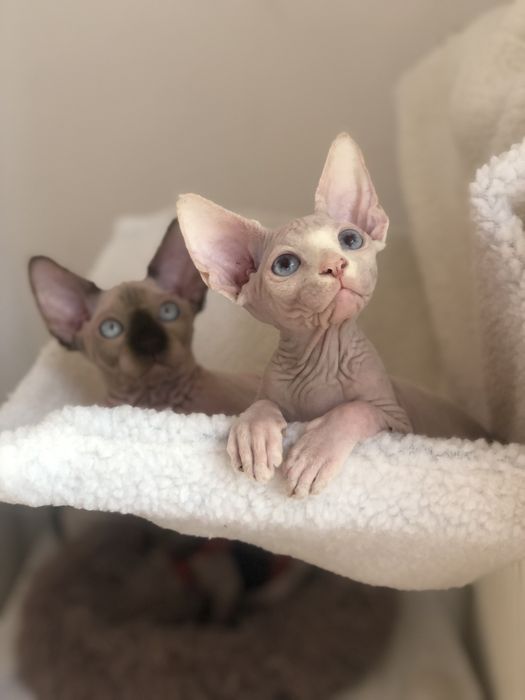 Братики канадики