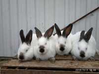 Кролі, кролики   різних порід