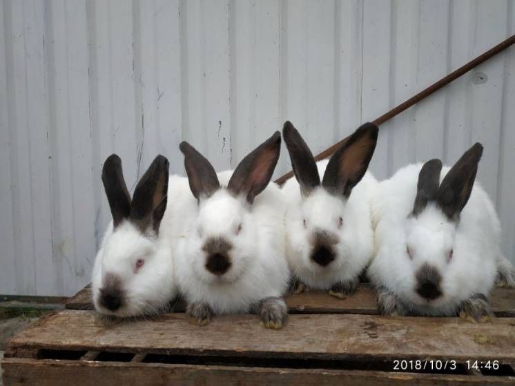 Кролі, кролики   різних порід
