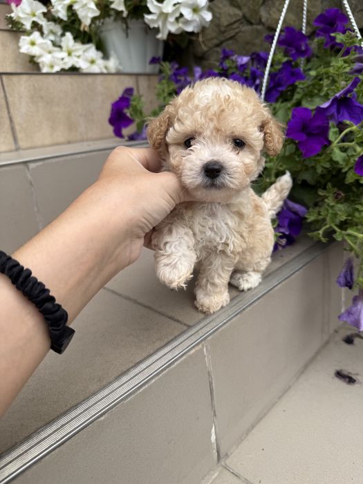 Цуцикіи мальтипу VIP якості