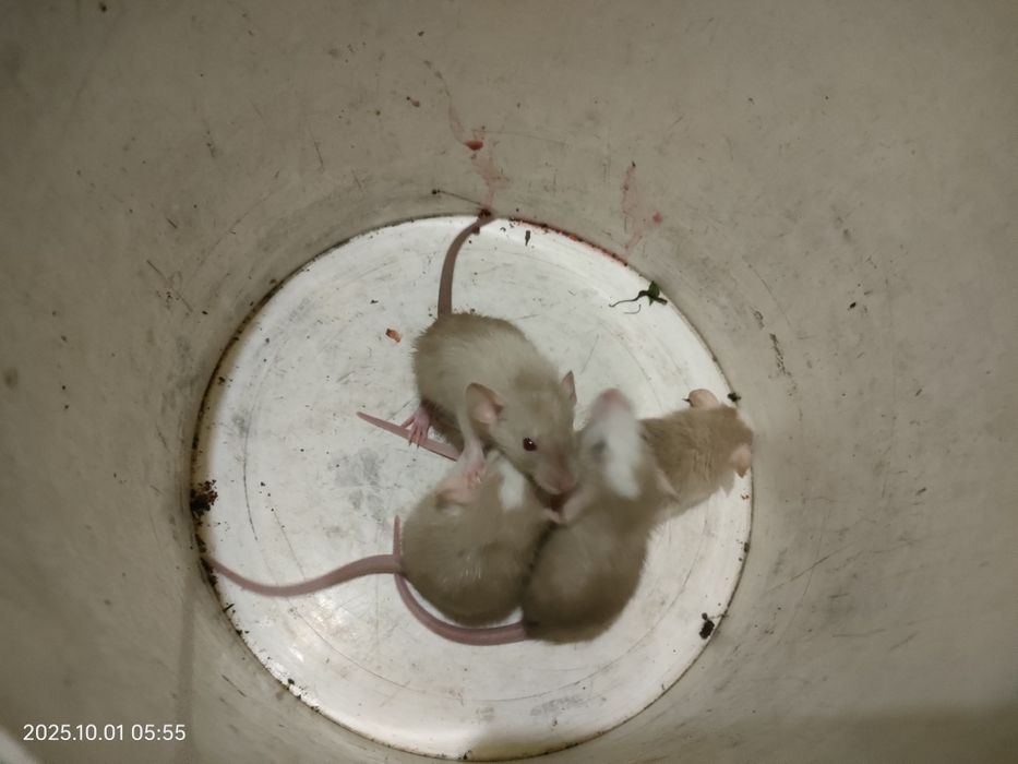 Крыски декоративные ручные