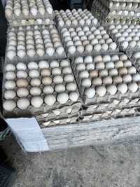 Jaja/jajka kremowe ściółkowe wiejskie