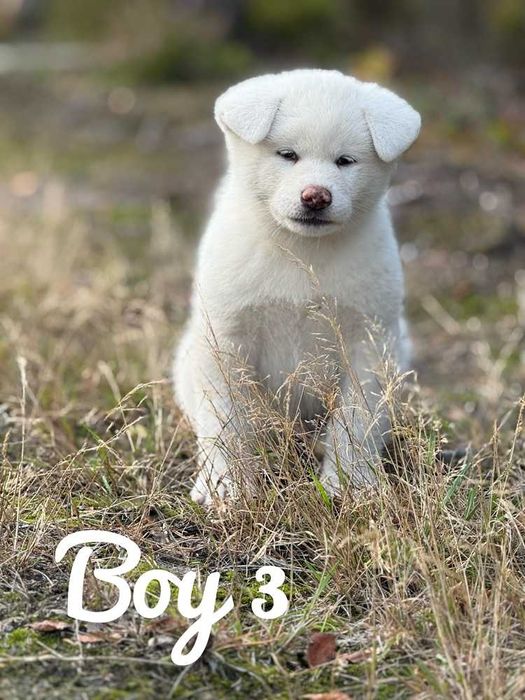 Akita Japońska*szczeniak*ZKwP*Shiro