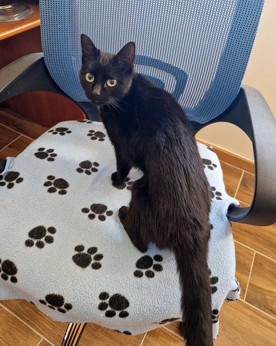 PÉROLA - Gatinha muito meiga para Adoção