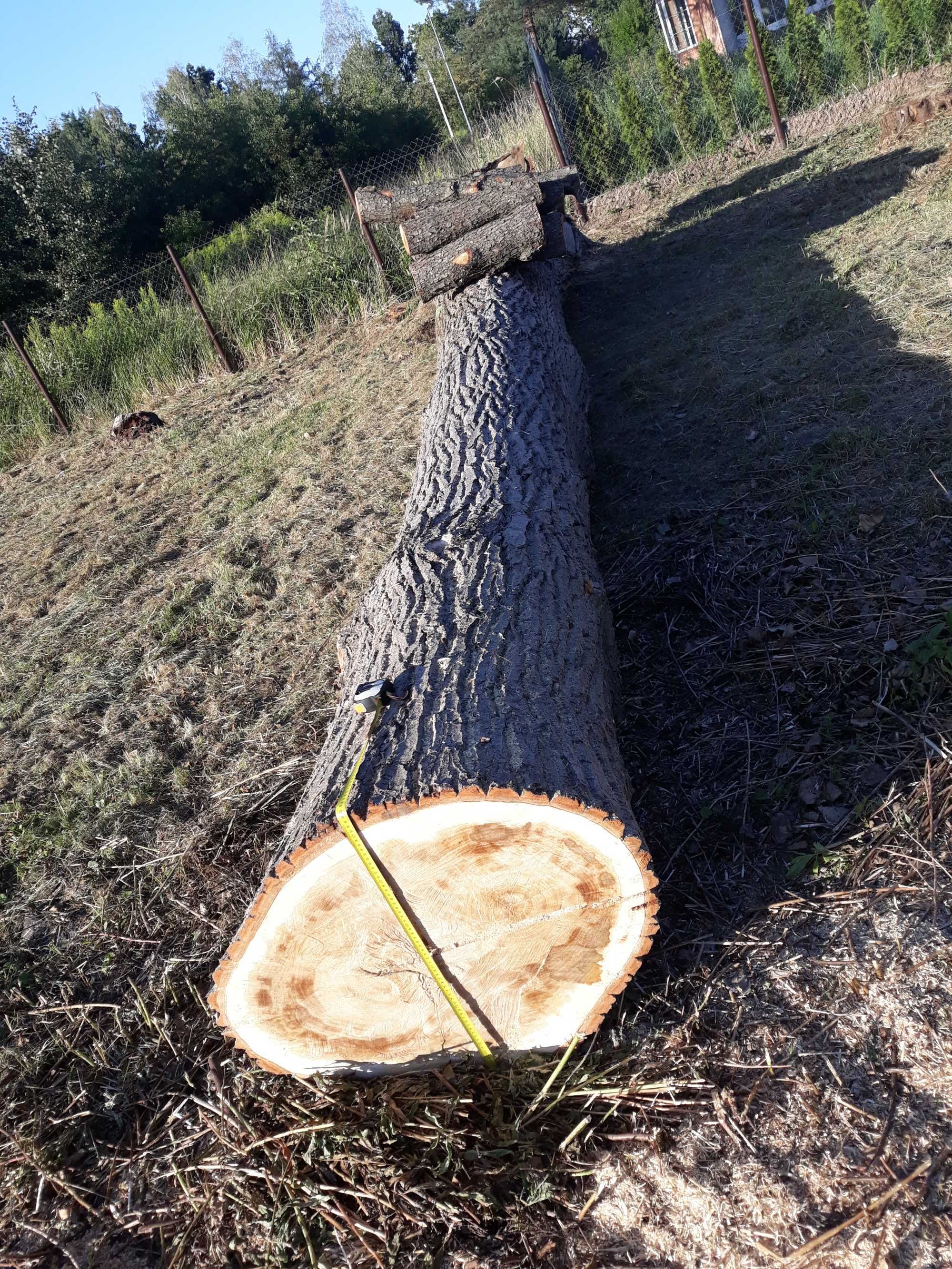 Topola pień topoli