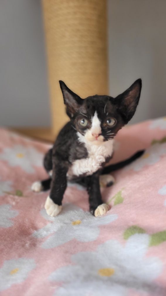 Devon rex kocurek
