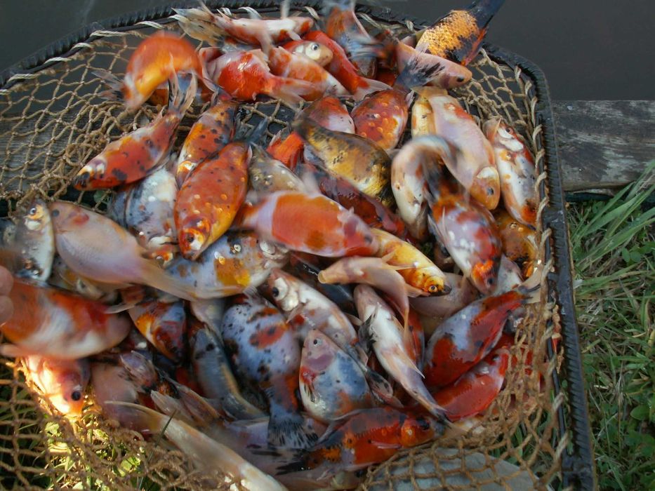 Narybek Jesiotr albinos Rosyjskie syberyjski Karp Lin Karaś koi Amur