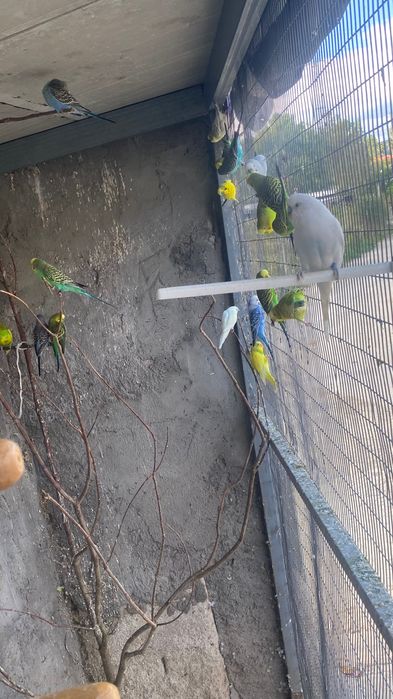 Vendo periquitos reprodutores