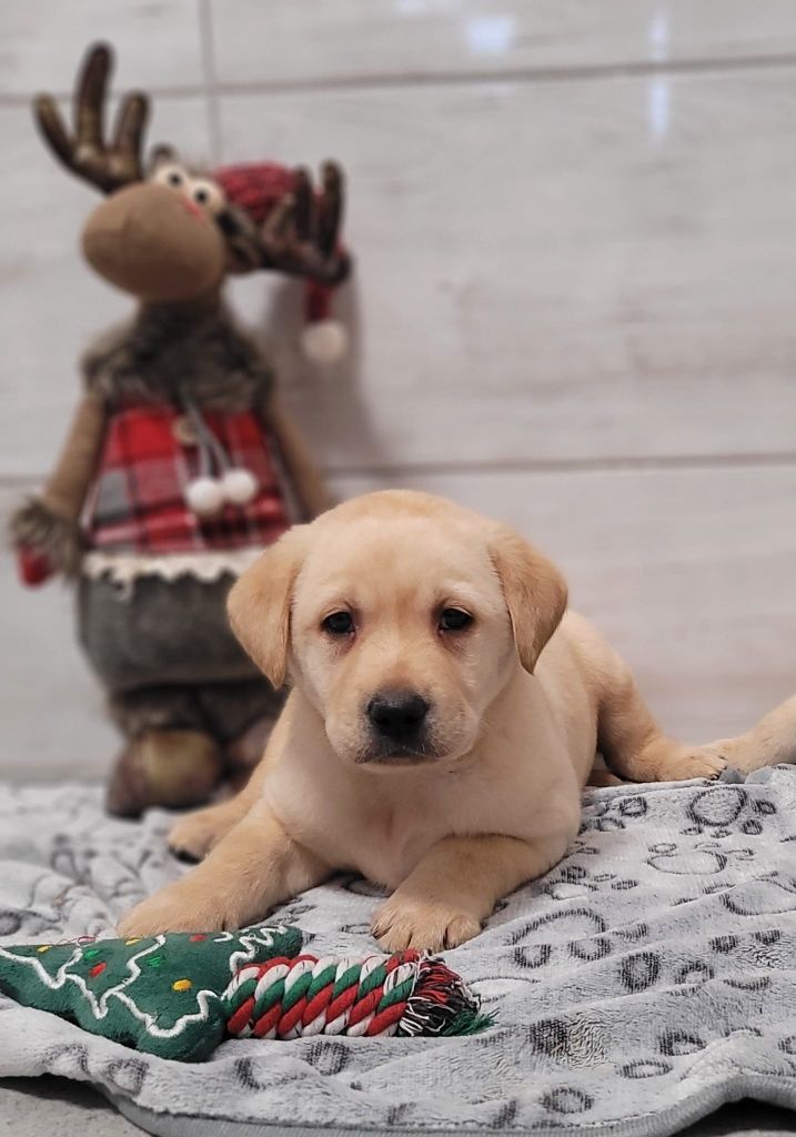 Labrador Retriever gotowe do odbioru