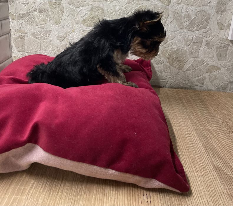 Міні крошечка йорочка