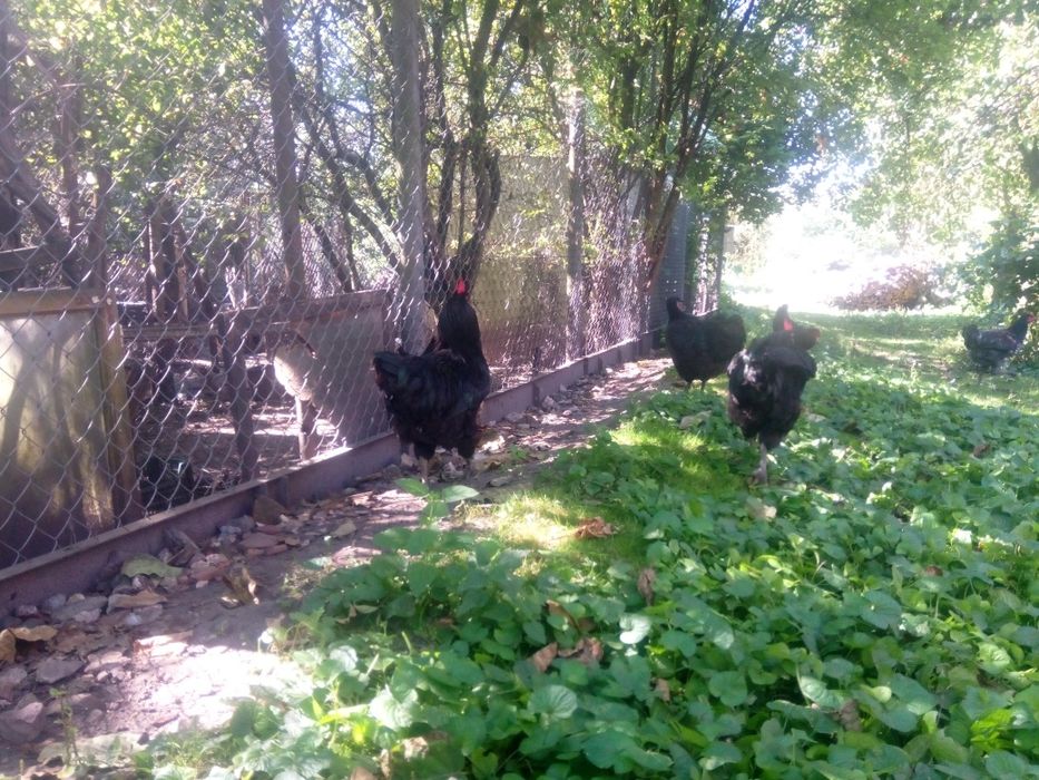 Півні джерсійський гігант