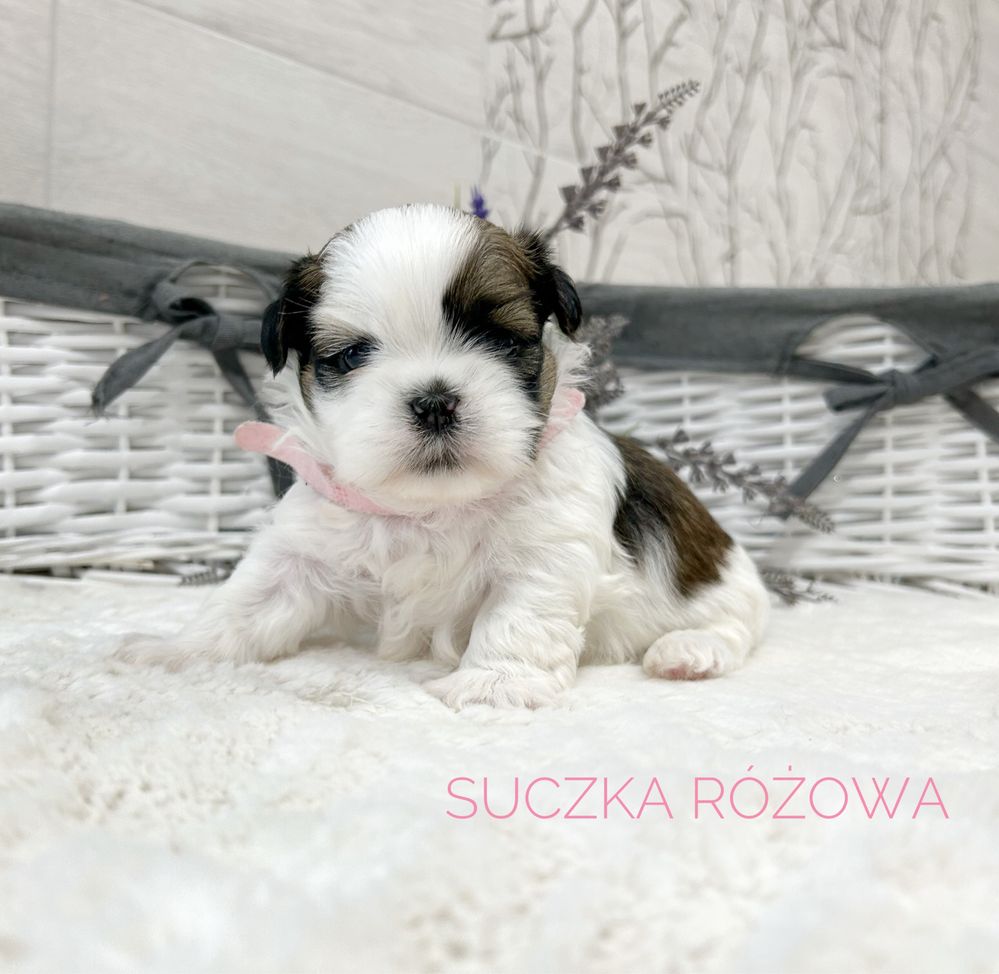 Shih Tzu, prześliczna suczka, tricolor!