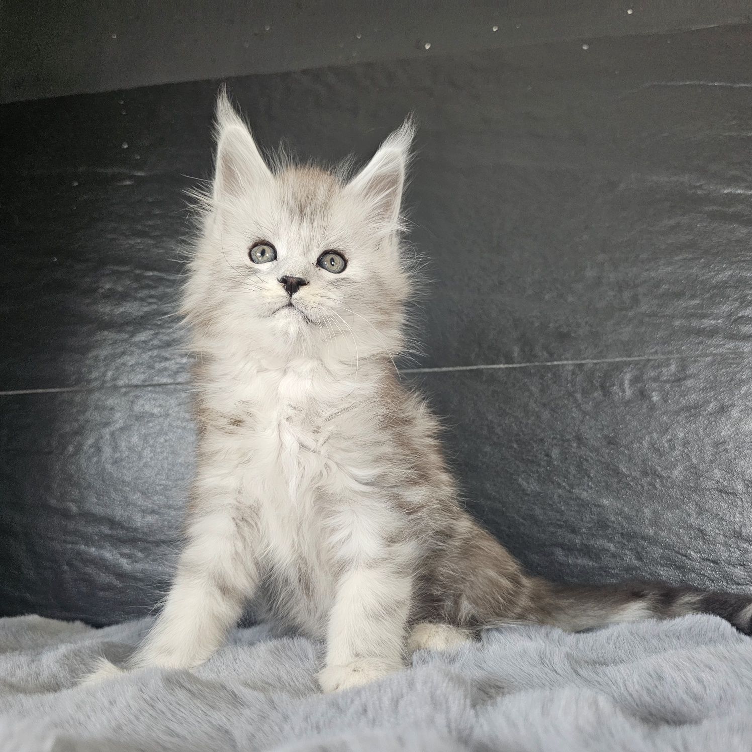 Kocurek Maine coon rodowód fpl FIFe