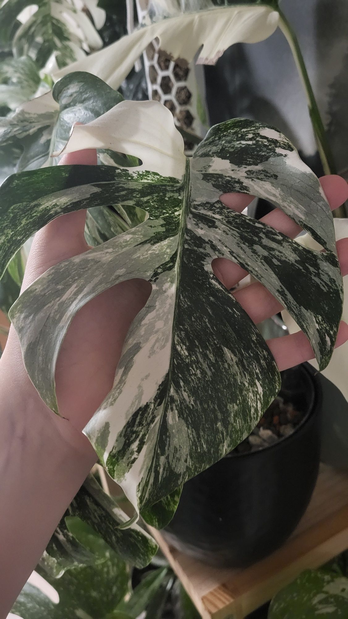Monstera variegata 2 liscie