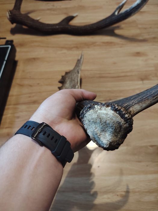 Poroże jelenia zrzuty mylkusy Daniela