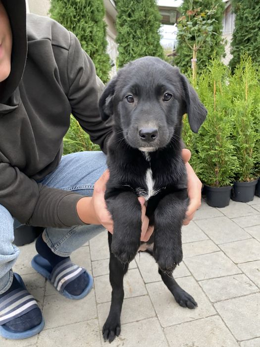 Відам собак в добрі рукі лабрадор ретривер