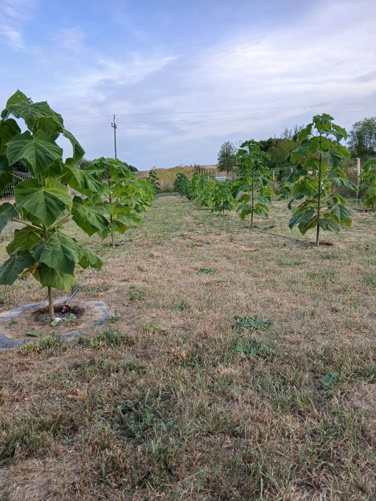 Drzewo tlenowe/Oxytree/Paulownia Shan Tong